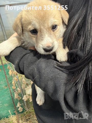 Подаряват се , снимка 11 - Други - 54173017