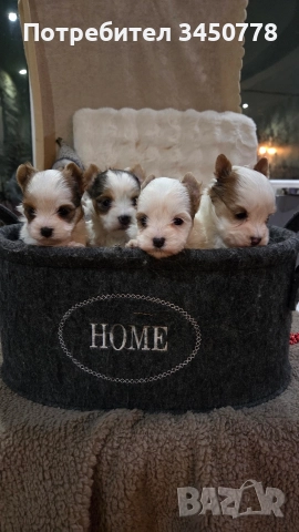 мини йоркшири бяли, снимка 6 - Йоркширски териер - 52826082