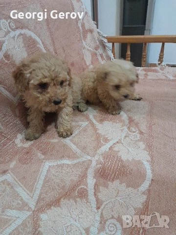 Продавам мини пудели , снимка 3 - Пудели - 52876796