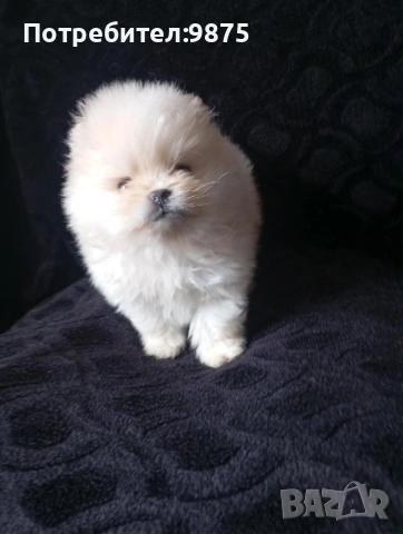 Продавам померан, снимка 4 - Померан - 54099944
