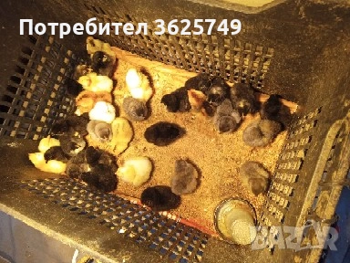 кокошки, снимка 8 - Кокошки и пуйки - 53858497