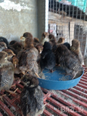 Катунски пиленца и селски пиленца , снимка 5 - Кокошки и пуйки - 53394021