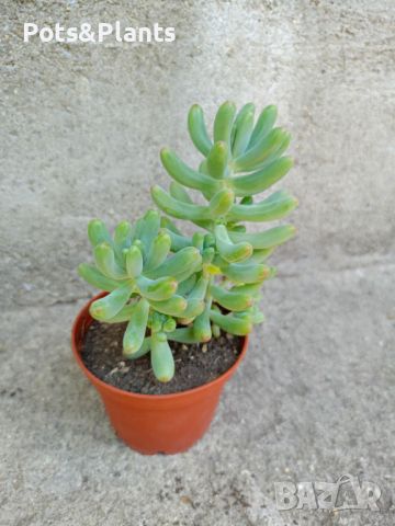 сукуленти/succulents, снимка 11 - Градински цветя и растения - 46492259