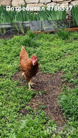 Кокошки носачки Ломан Браун – 12 месеца – Доставка до адрес!