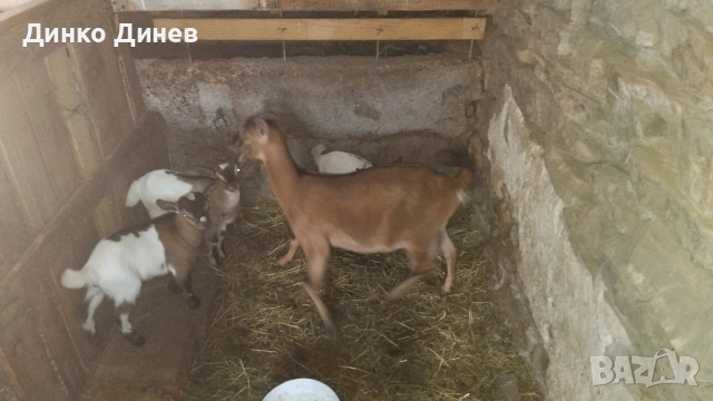 Мини холандски козлета ,кози ,яре , снимка 3 - Кози - 51728029