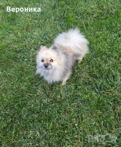 померан момче 1.900кг, снимка 2 - Померан - 52054274