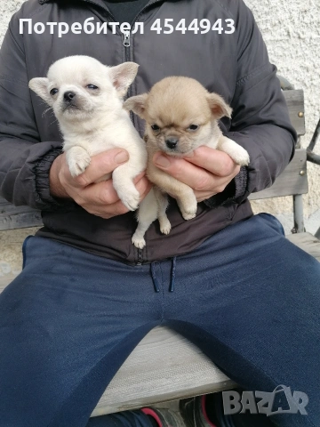 Малки чихуанчета , снимка 15 - Чихуахуа - 53402445