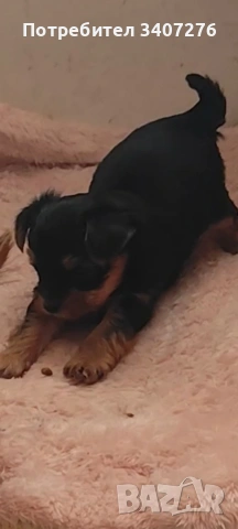 мини йоркширски териер 