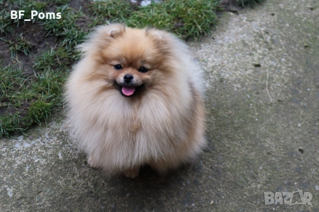 Миниатюрно момиченце померан с родословие FCI, снимка 15 - Померан - 50219721