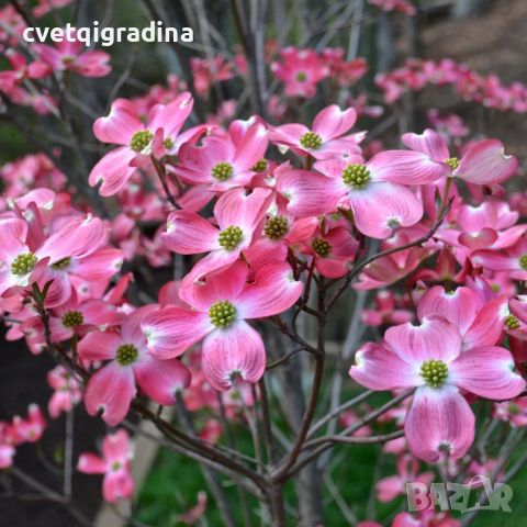 Cornus Florida Red sunset(Корнус Флорида Червен залез), снимка 3 - Градински цветя и растения - 46098785