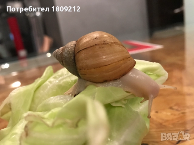 АХАТИНА, снимка 2 - Други - 52380258