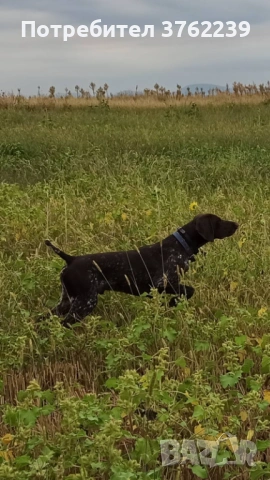 Работещ Курцхар на 5 години., снимка 2 - Курцхаар - 53231115