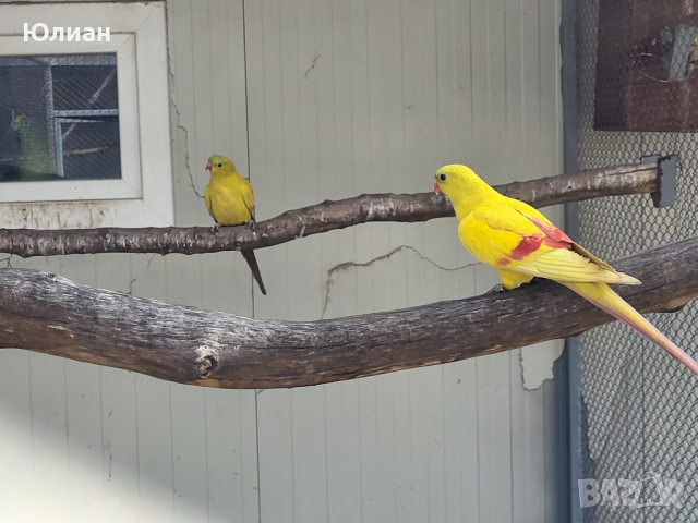 Жълти планински папагали, снимка 6 - Папагали - 45034632