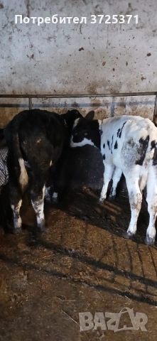 Продавам 2бр мъжки телета , снимка 3 - Крави - 53295775