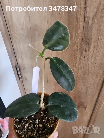 Хоя Calycina Stargazer