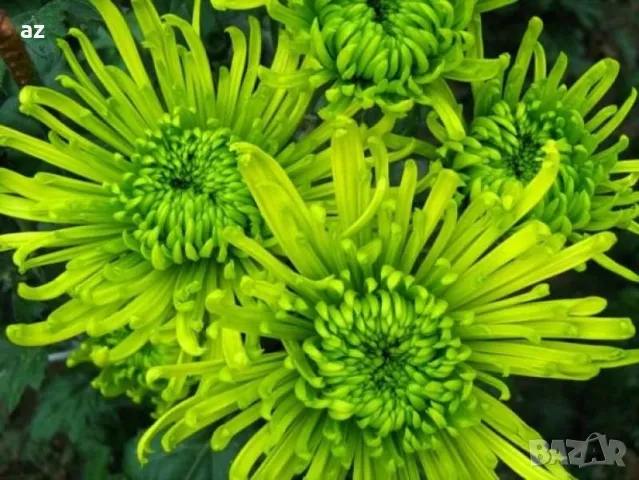 хризантеми, снимка 6 - Стайни растения - 49867028