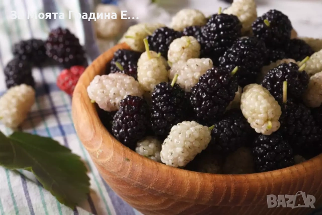 черница 3 вида, снимка 3 - Градински цветя и растения - 53617966