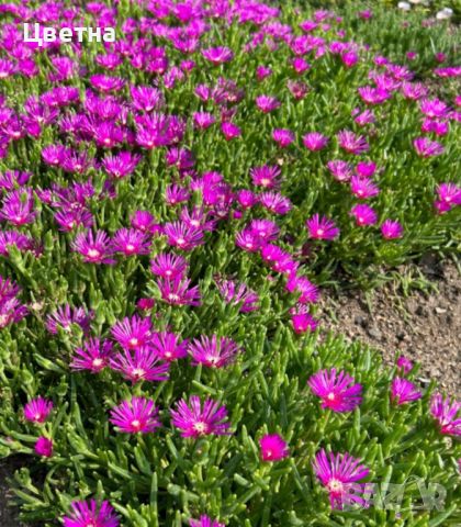 Делосперма разсад , снимка 1 - Градински цветя и растения - 46364837