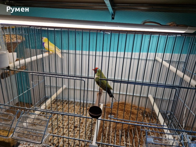 Гулдови амадини чифтове, снимка 7 - Амадини - 52976074