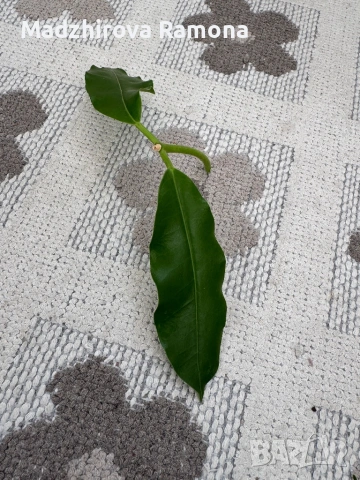 Hoya Imperialis white 