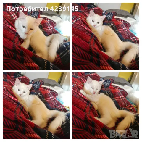 Котенца спешно търсят дом, снимка 1