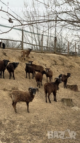 Мини овце холандски