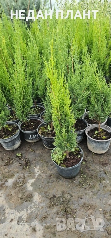 Кипарис "Тотем", снимка 3 - Градински цветя и растения - 51662372