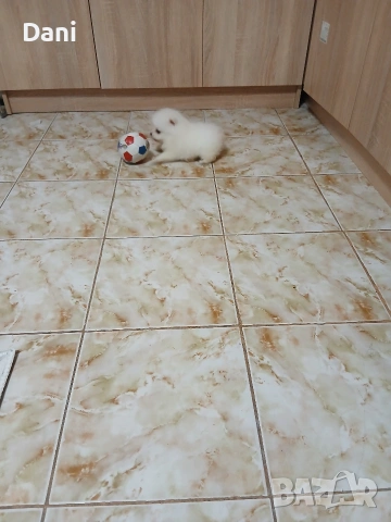 Mini Pomeran, снимка 16 - Померан - 53567326