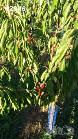 Продава се овощна градина, снимка 11 - Земеделска земя - 52111055