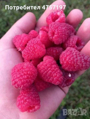 Расад ягоди и малини, снимка 4 - Разсади - 53748390