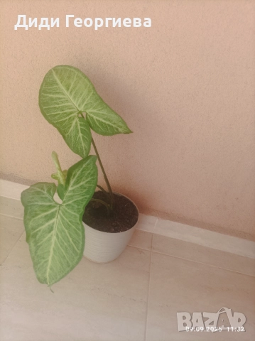 Стайни растения за дома , снимка 3 - Стайни растения - 51651532