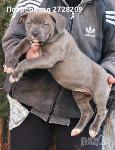 Американско Були Хл/American Bully XL , снимка 4 - Питбул - 53262294