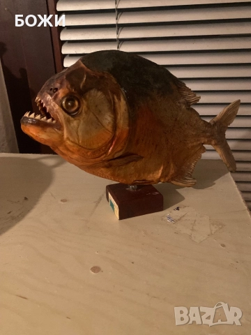 Рядка пираня от Бразилия – перфектна за декор/колекция