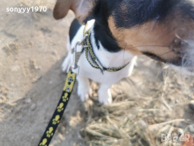 ДЖАК РЪСЕЛ ТЕРИЕР-ЖЕНСКО КОЛЕДНО КУТРЕ 1112251705, снимка 3 - Джак ръсел териер - 52738678