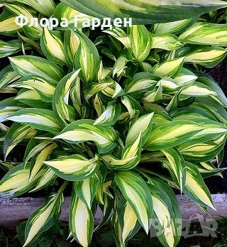 ХОСТА, АСТИЛБЕ - Коренища - ПРЕДВАРИТЕЛНИ ПОРЪЧКИ, снимка 8 - Градински цветя и растения - 49488937