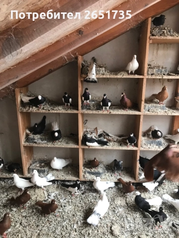 Гълаби, снимка 7 - Гълъби - 52166248