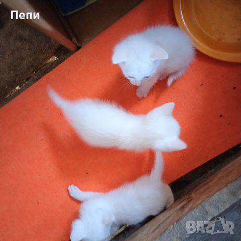 Бели котета търсят любящи стопани, снимка 5 - Други - 46455653