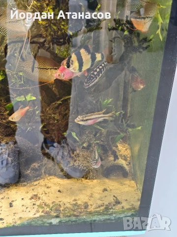 Техника и риби, снимка 3 - Рибки - 53329070