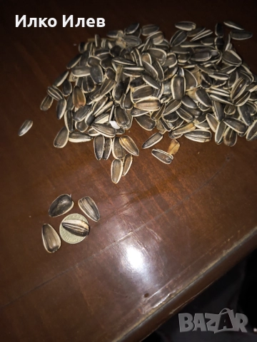 Едър слънчоглед за птици , снимка 2 - За птици - 52454000