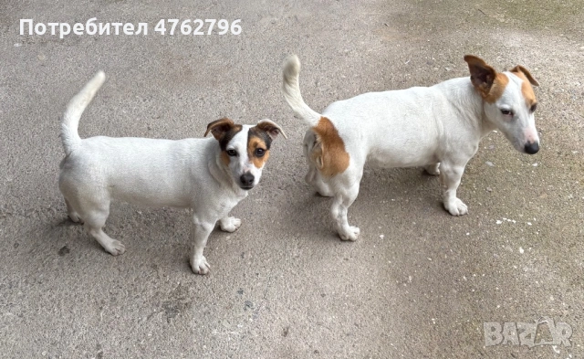 Чистокръвен Джак Ръсел, снимка 9 - Джак ръсел териер - 53807929