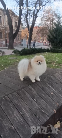 Померан момче с Родословие fci, снимка 2 - Померан - 48412694