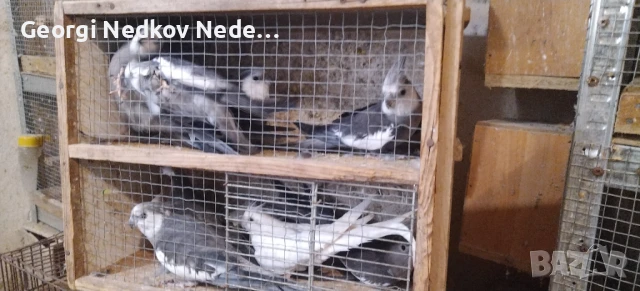 Продавам корели, снимка 4 - Папагали - 50595377