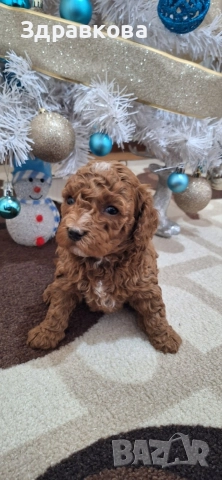 Той Пудел - Момче, снимка 4 - Пудели - 52875565