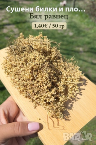 Бял равнец - цвят 