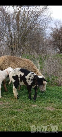 Продавам овца с агне, снимка 3 - Овце - 53862709