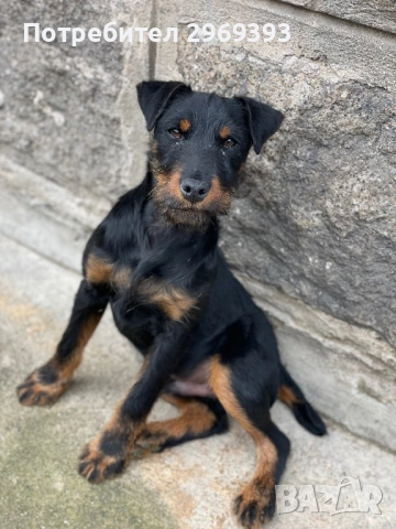 Продавам мъжко и женско ягдтериери