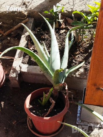 Алое Вера, снимка 4 - Стайни растения - 52509332