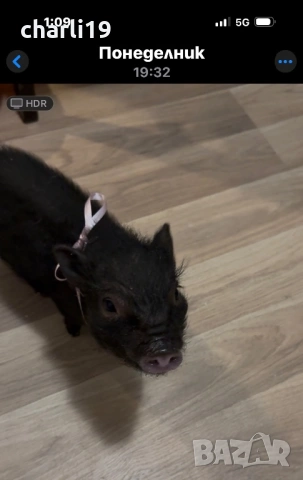 Мини виетнамско прасенце, снимка 5 - Други животни - 53264436