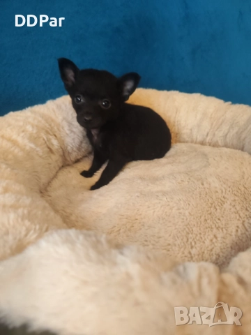 Мини чихупинчери , снимка 3 - Пинчер - 52775065