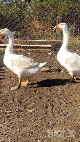 Разплодни яйца 